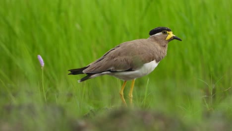 Masked-lapwing-UHD-MP4-4k