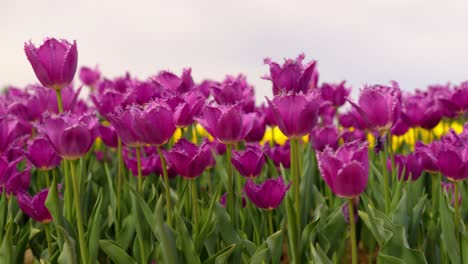 establishing shot of the beautiful pink and yellow jonquières tulips blowing