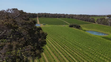 aerial flyover beautiful vineyard field behind big tree during sunny day