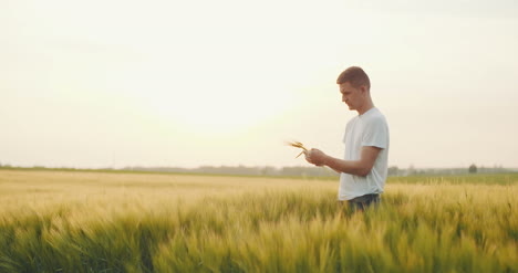 Man'S-Hand-Touching-Wheat-