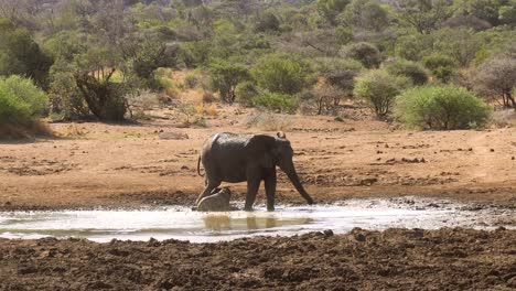 close up de madre y bebé elefante africano bañándose en un charco de barro