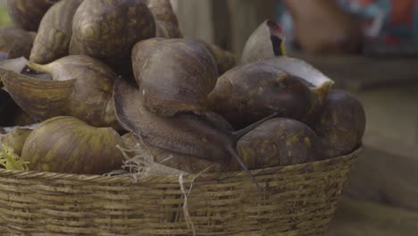 Riesenschnecken-Nigeria-01