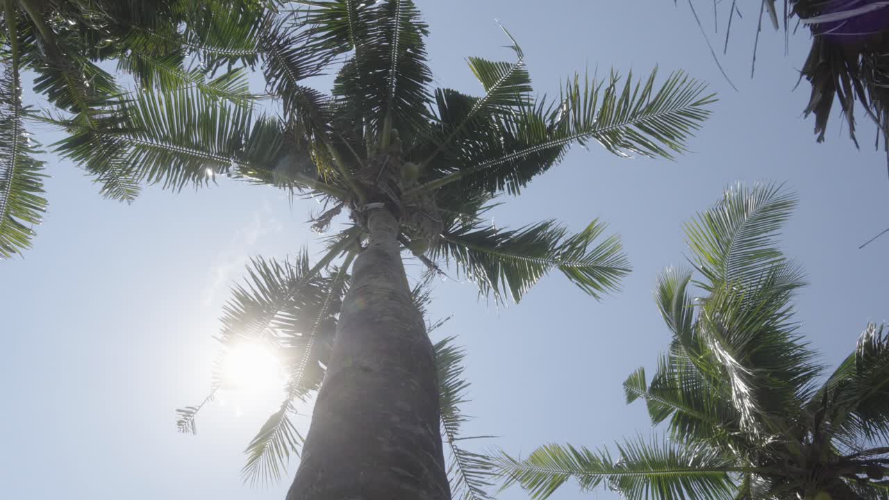 un cielo azul tropical cálido y soleado salpicado de hojas de palma que se balancean lentamente en el viento