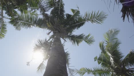 Sonniger-Warmer-Tropischer-Blauer-Himmel-Mit-Palmwedeln,-Die-Sich-Langsam-Im-Wind-Wiegen