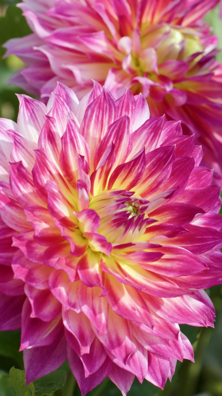 Un primo piano verticale che mostra i petali intricati di dalie rosa e gialle in fiore.