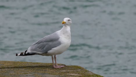 Big-Seagull-at-Barmouth-Beach,-North-Wales