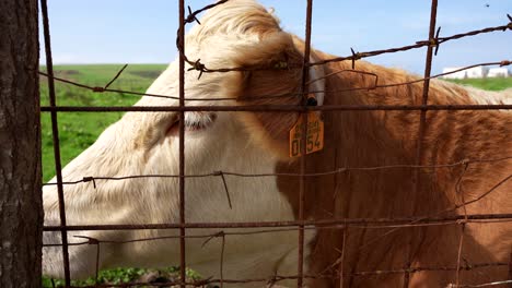 cow with an ear tag stands by a wire fence in a green field on a sunny day in galizano, cantabria