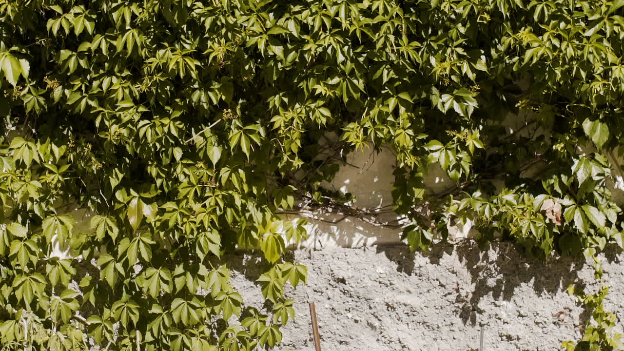 Old Building Wall Covered with Ivy