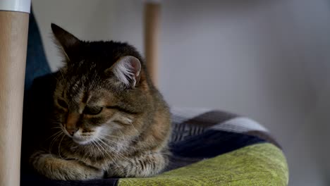 el gato se sienta en una silla.
