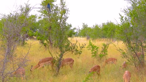 female impalas in the vegetation of kruger park in south africa