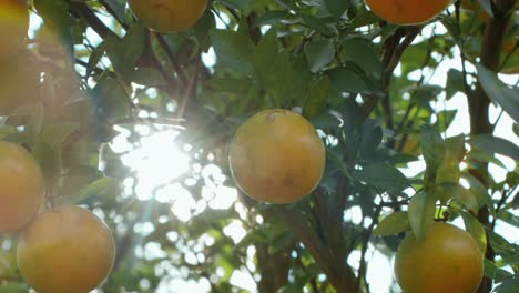 oranges hanging on a tree