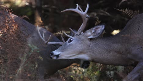 buck deer battling with antlers locked slomo one pushes other back