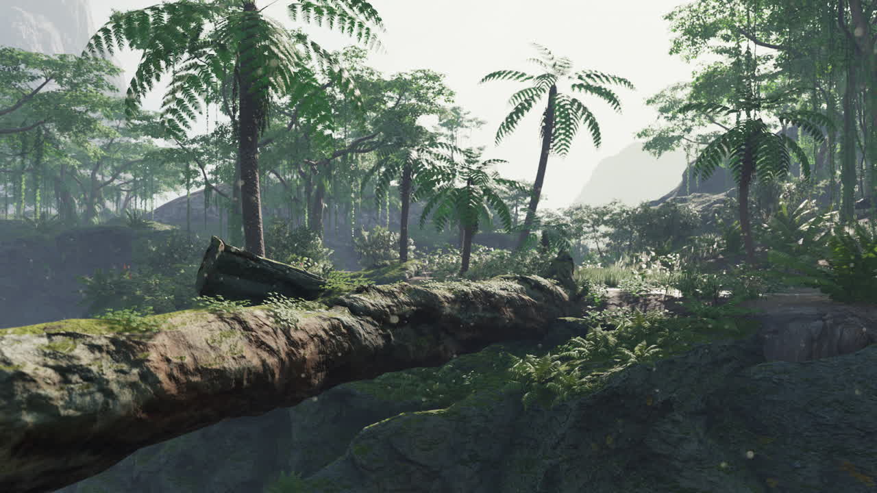 열대우림 콜롬비아 남미 일몰