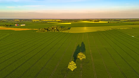 golden light casts long tree shadows over farmland at sunset in drone hyperlapse