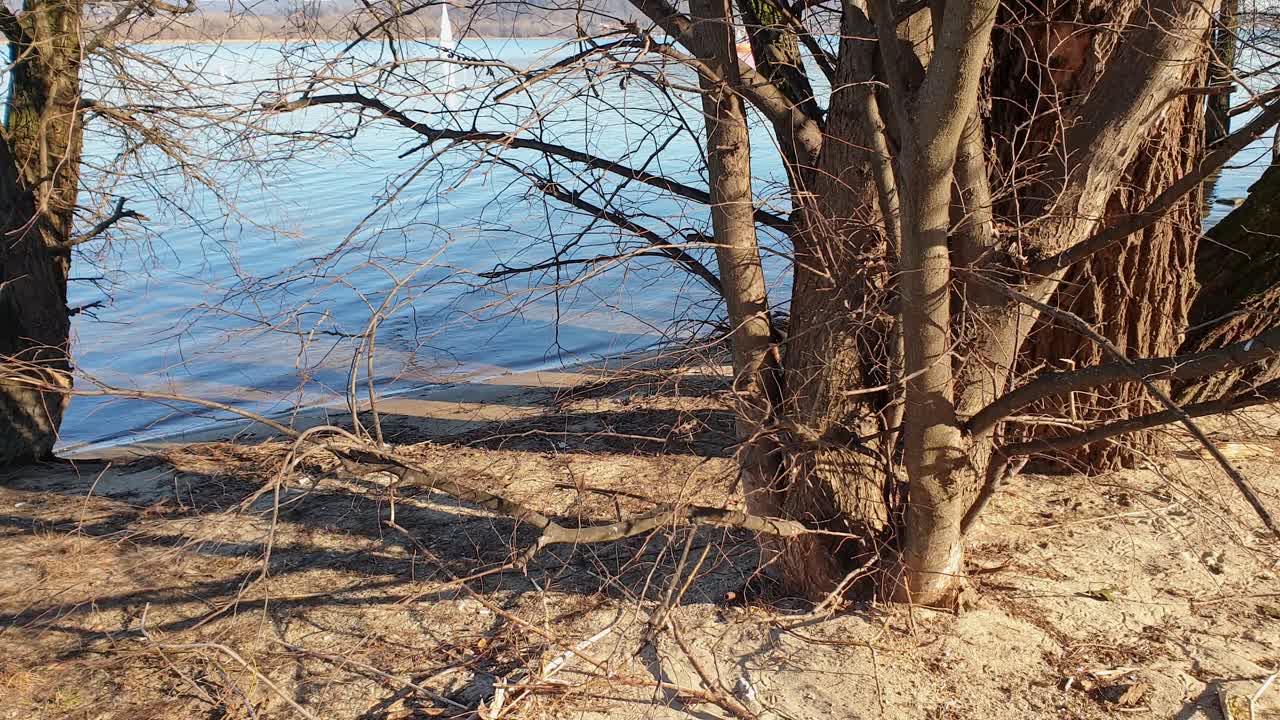 Tilt up view of lake maggiore through trees and branches