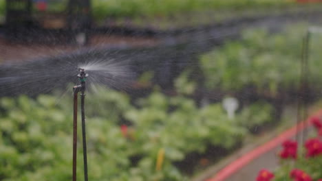 rociado de agua en el invernadero