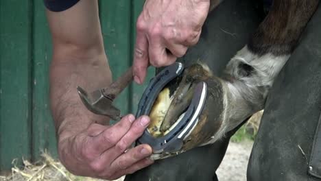 farrier using a hammer to drive a nail into a horses hoof, close up in slow motion