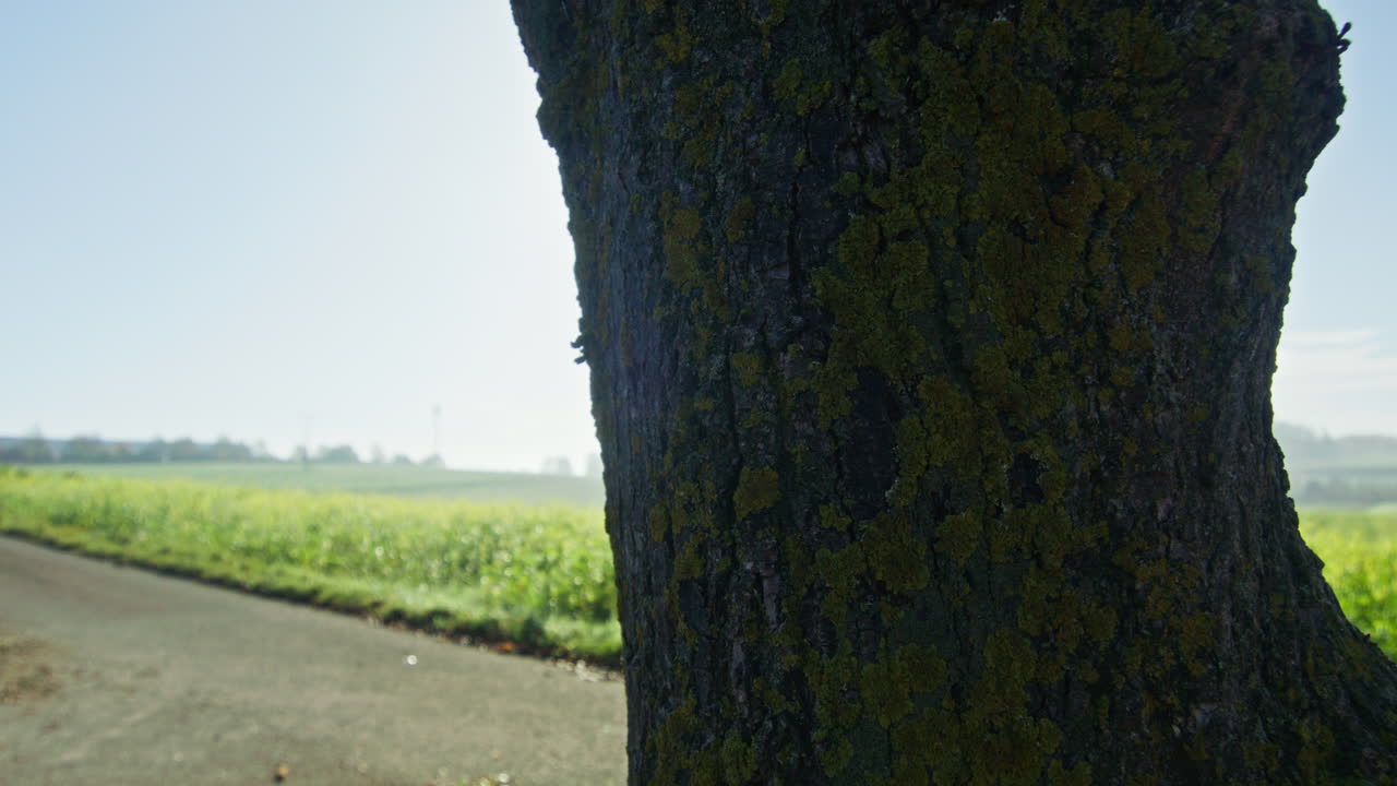 Close up shot of a single tree growing near a yellow blooming white mustard field