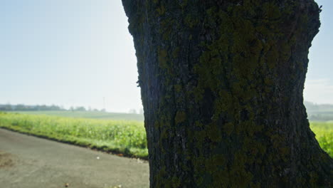 Close-up-shot-of-a-single-tree-growing-near-a-yellow-blooming-white-mustard-field