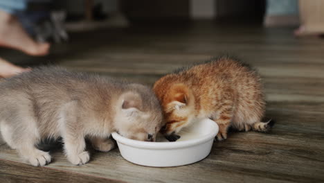 the owner feeds little kittens, pours food into a bowl