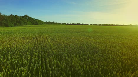 green barley field in summer day. wheat field green. field aerial