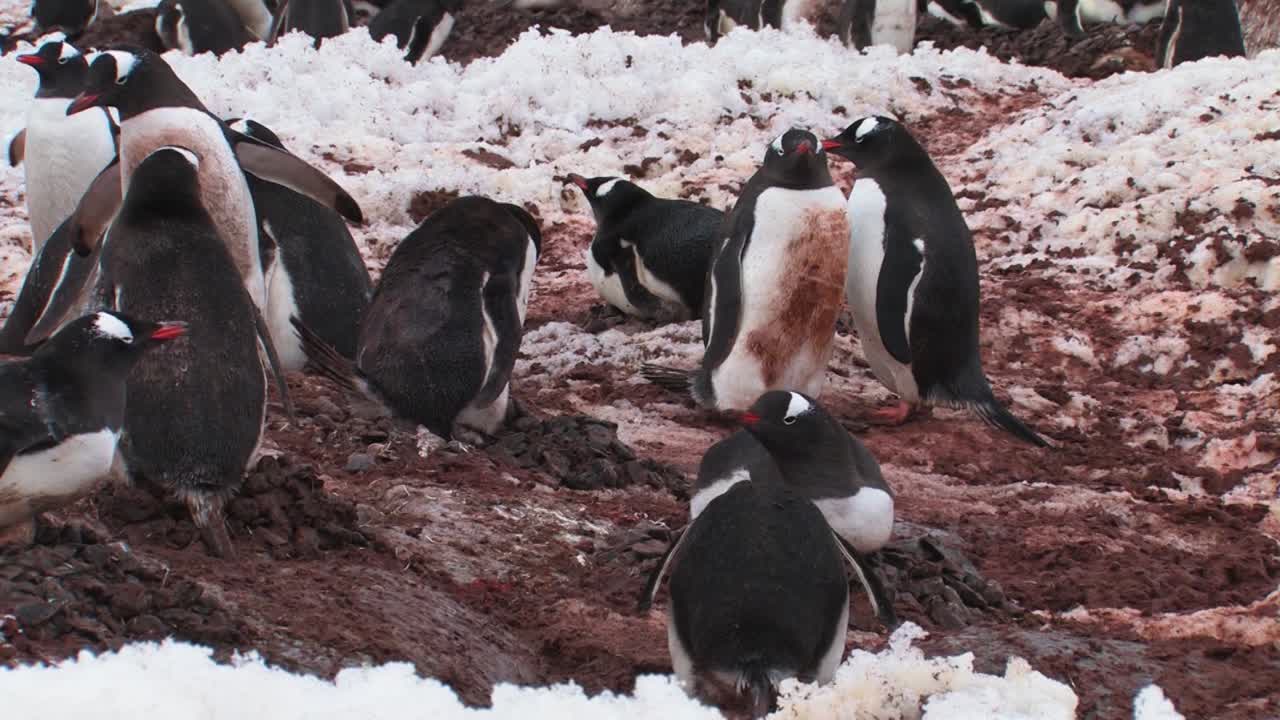 gran colonia de pingüinos en la antártida