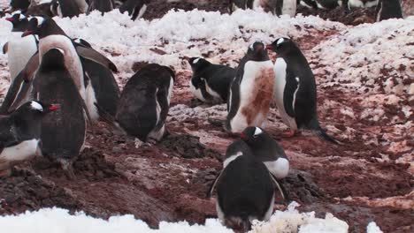 large penguin colony in antarctic