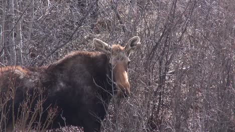 moose eats small branches, looks cute