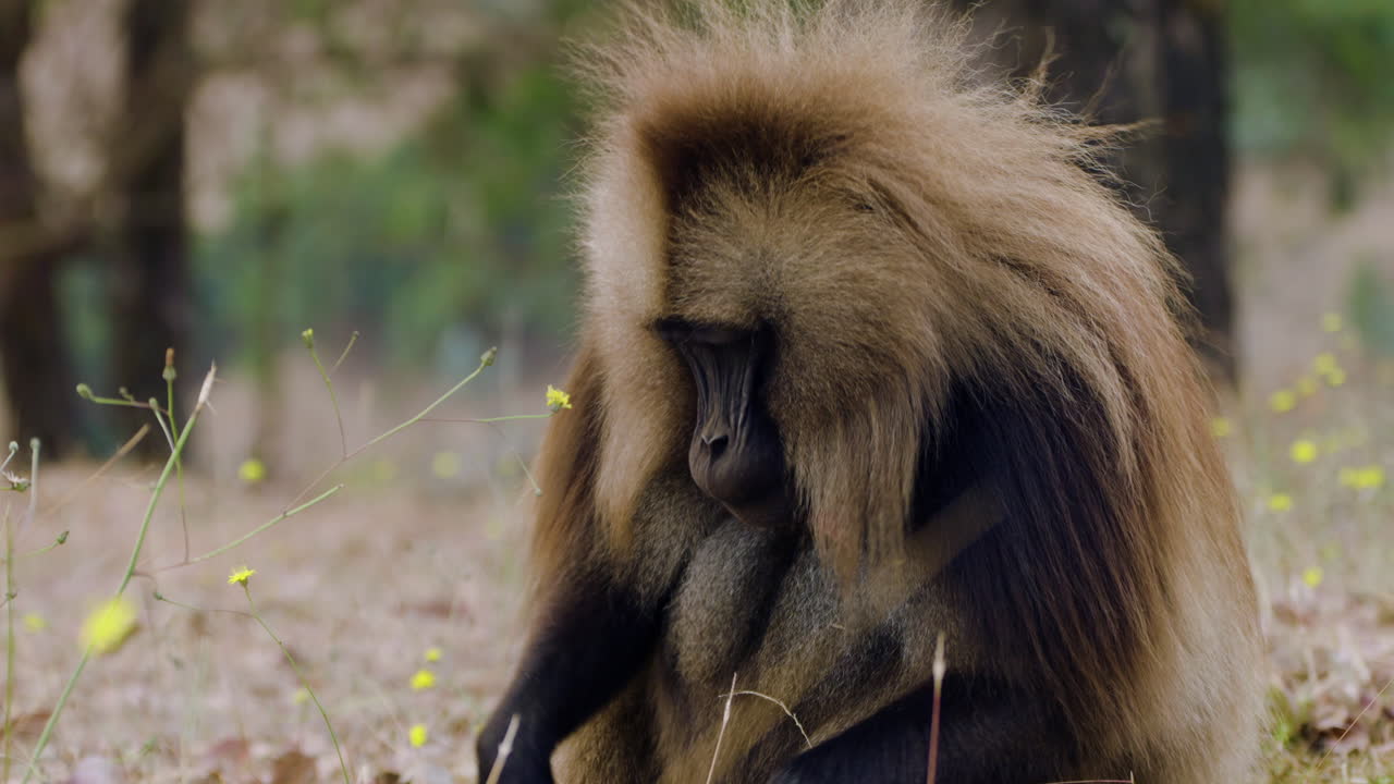 Portrait Of A Gelada Monkey (Theropithecus gelada) At Simien Mountains National Park In Ethiopia. Close-up Shot
