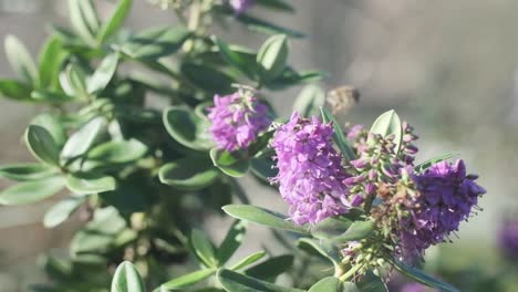 abeja de miel en una cámara lenta de flor de hebe púrpura