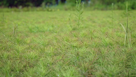 plantation of seedlings of young pine. breeding of coniferous trees