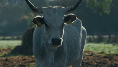 hungarian grey cattle with large curved horns gazing at the camera at lonjsko polje krapje