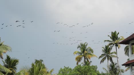 Vogelschwärme-Fliegen-Und-Wirbeln-Gemeinsam-Am-Himmel