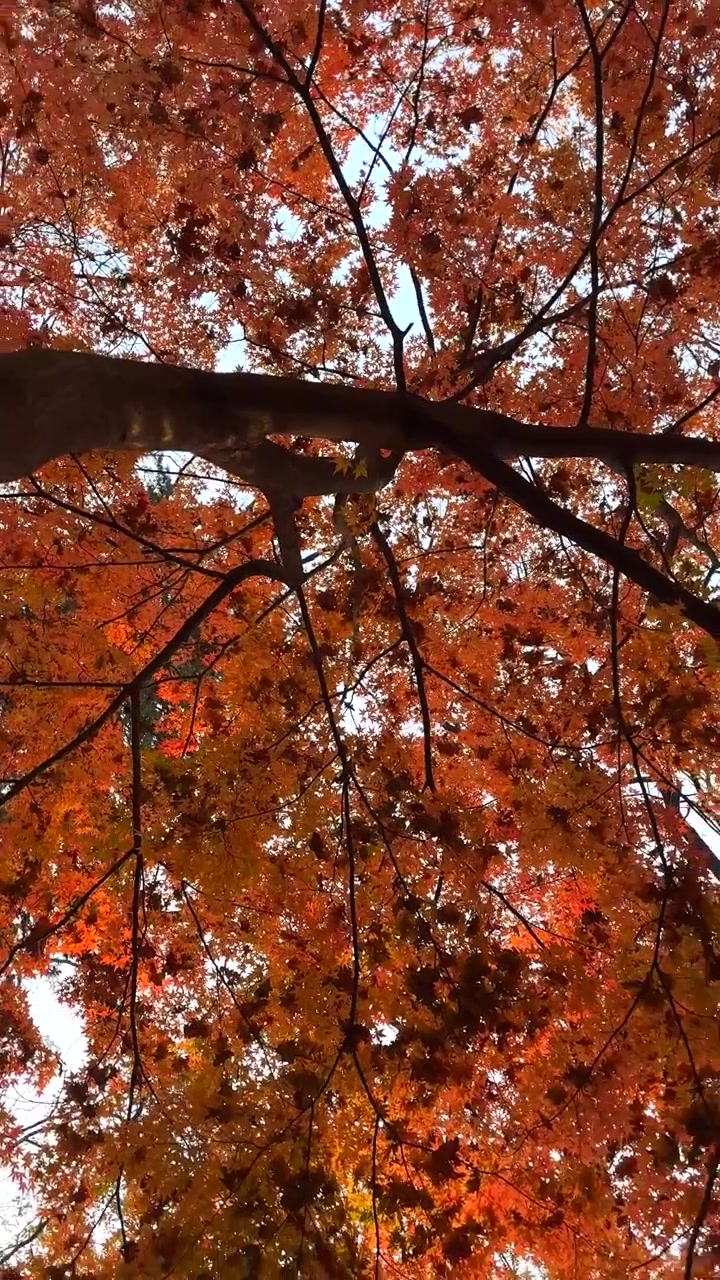Low Angle View of Vibrant Autumn Maple Tree
