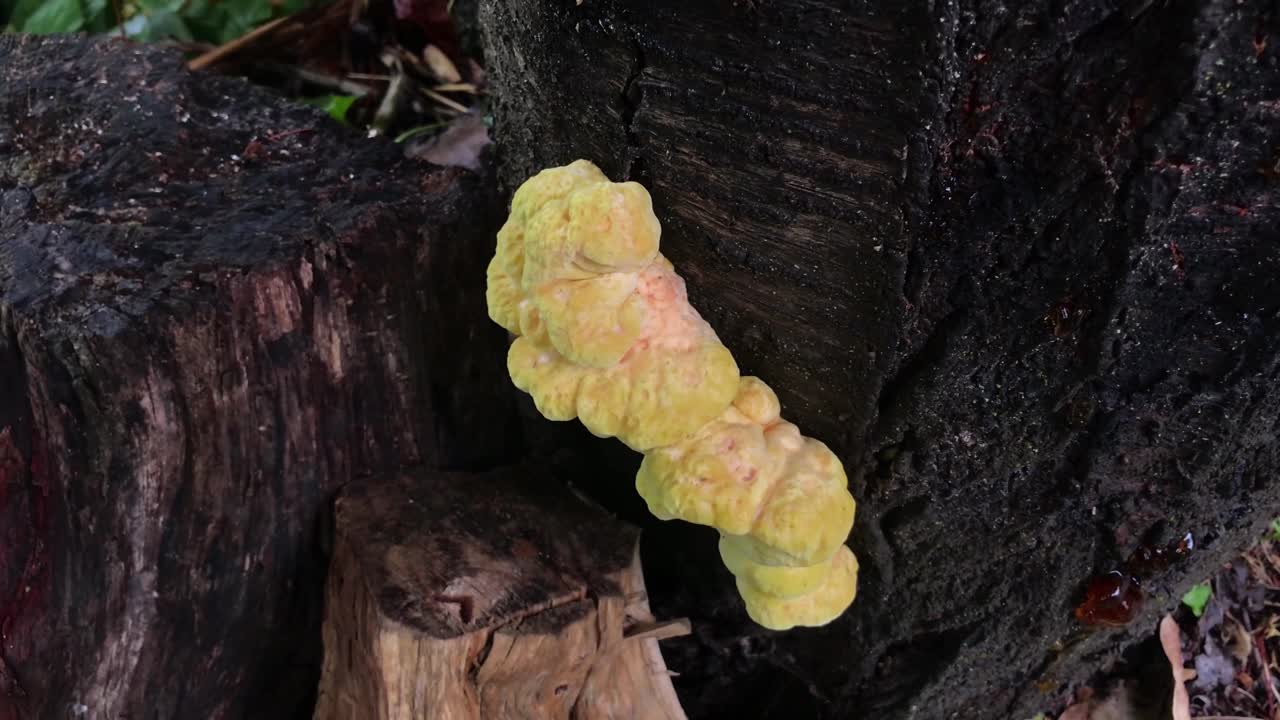 Zooming in Chicken of the Woods Mushroom Growing on Cherry Tree