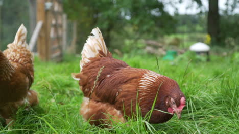 Pollo-A-Cámara-Lenta-En-Recinto-De-Campo-Libre-Siguiendo-La-Cámara