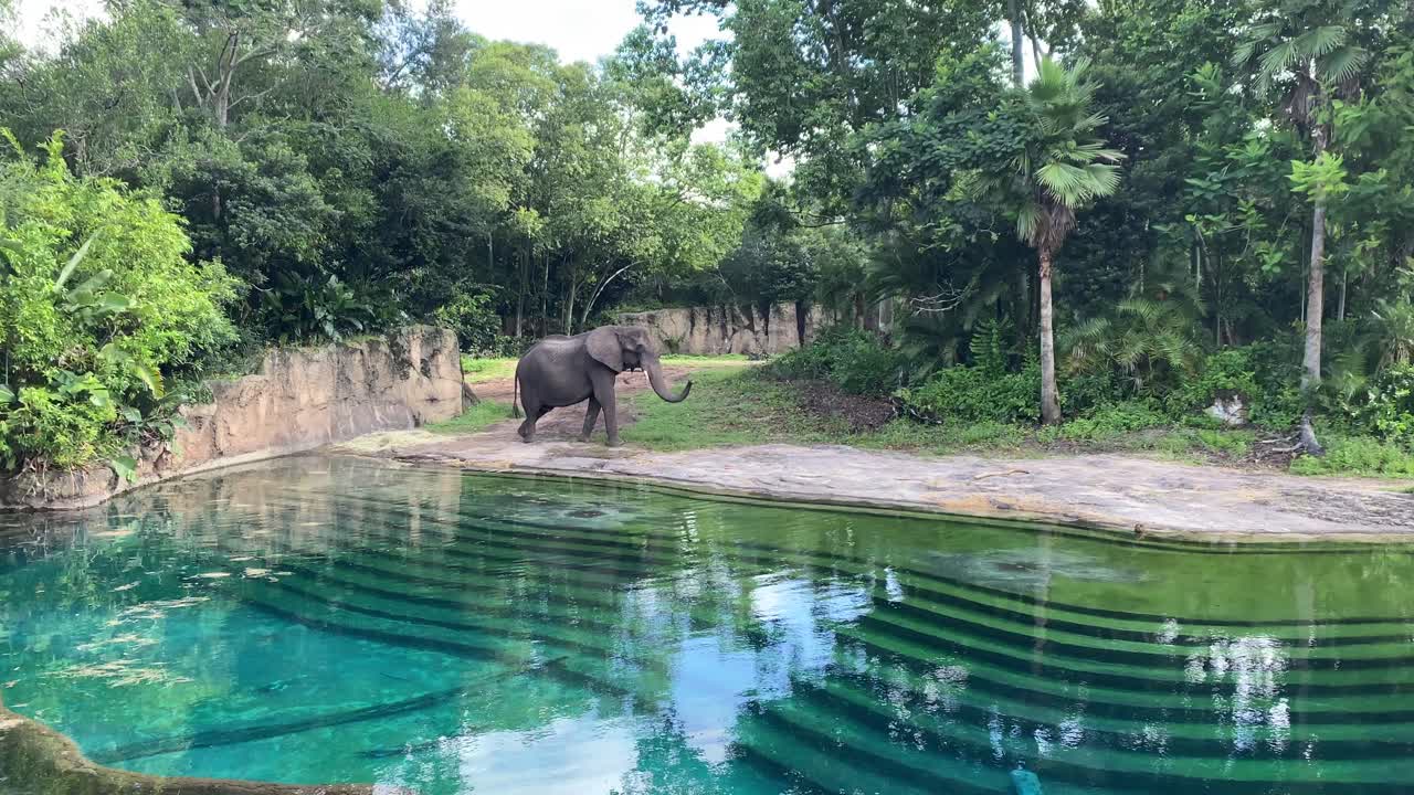 elephant at water cooling off