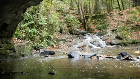 Autumn-season-woodland-flowing-forest-mountain-river-creek-lush-rural-foliage-dolly-right