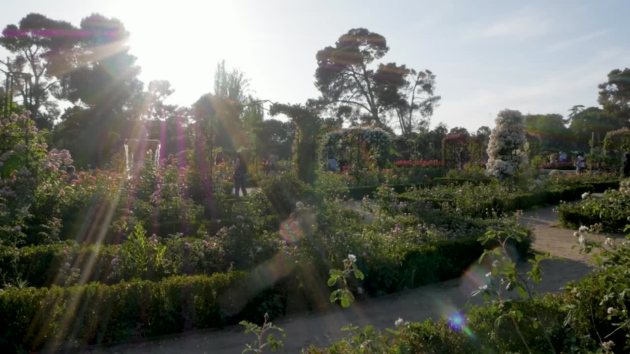 Beautiful Rose Garden in a Sunny Park