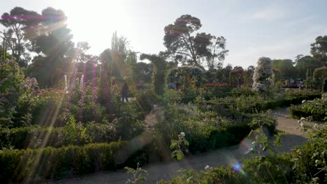 beautiful rose garden in a sunny park