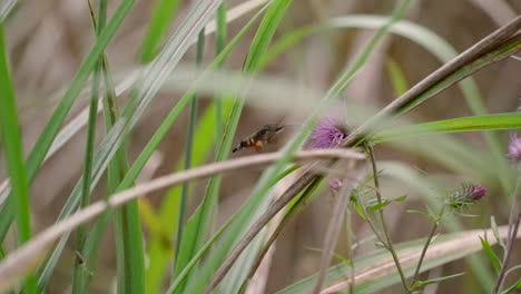 Una-Polilla-De-Colibrí-Quemada-O-Macroglossum-Pyrrhosticta-Alimentándose-De-Flores---Enfoque-Selectivo