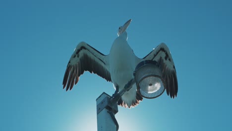 a pelican sitting on a light post showing his wings