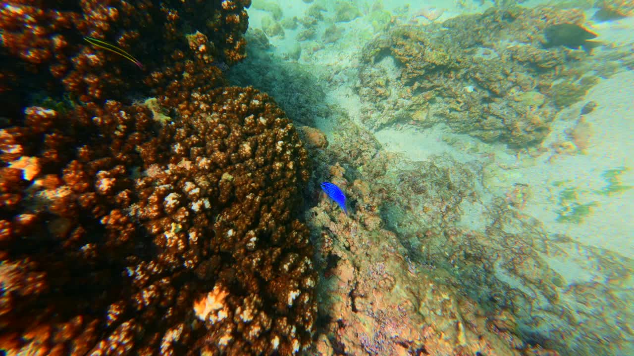 Blue damselfish swims next to brown coral formations on rocky seabed at La Morita beach, Pacific Ocean, Mexico