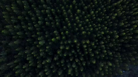 aerial birds eye view of wild green forest on a windy day