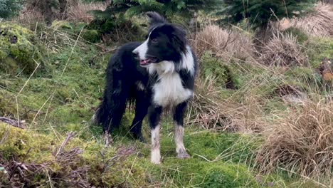 perro collie de frontera de pie mirando a su alrededor en pastizales verdes jadeando