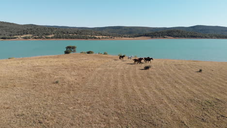 Turquoise-Wakana-lake-side-surrounded-by-wild-horses-grazing-the-barren-golden-meadow---Aerial-low-angle-fly-backwards-hot