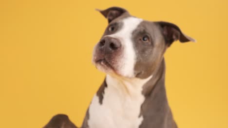 playful pit bull with a gray and white coat, raising its paw as if to greet on yellow background