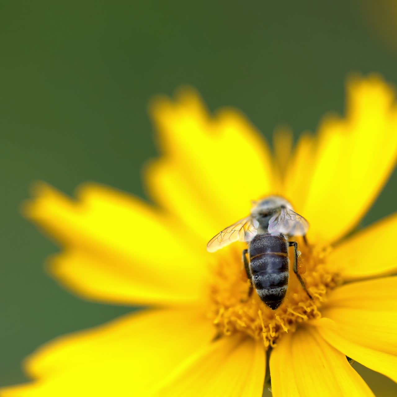 Coreopsis. Flower with bee, pollination
