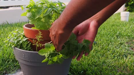 pruning fresh oregano out of the pot