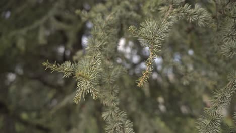 Trees-and-leaves-moving-in-cloudy-weather,-slow-motion